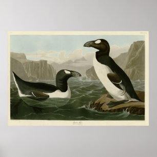 Großer Auk - John James Audubons Vögel Amerikas Poster