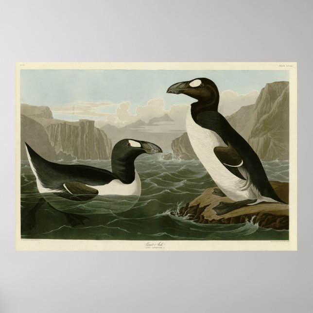 Großer Auk - John James Audubons Vögel Amerikas Poster (Vorne)
