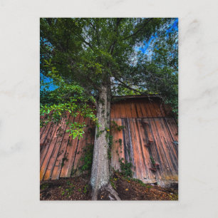 Großer Baum, der gegen eine alte Holzscheune wächs Postkarte