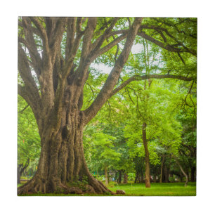 Großer Baum im Park Fliese
