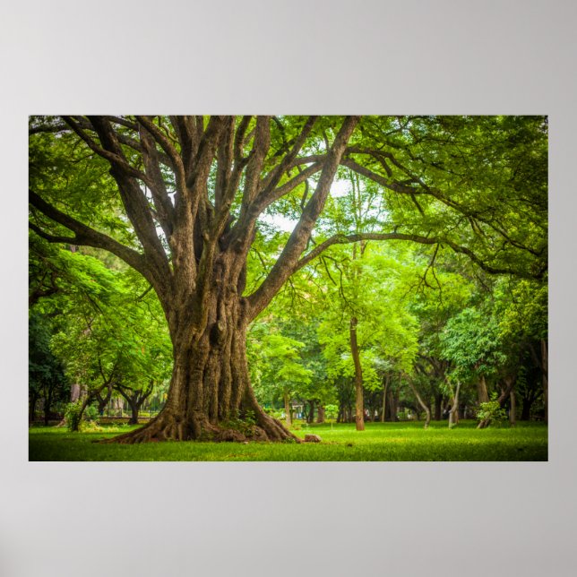 Grosser Baum im Park Poster (Vorne)
