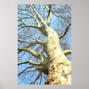 Grosser Baum mit vielen Ästen am Himmel, Natur Poster