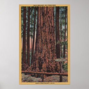 Großer Baum-Staats-Park, CA - Poster