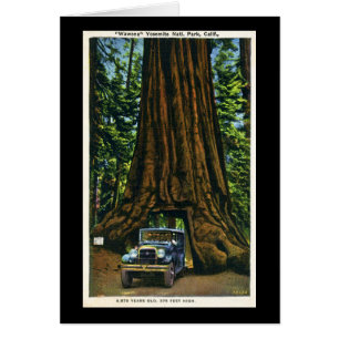 Großer Baum Wawona, Mariposa Waldung, CA