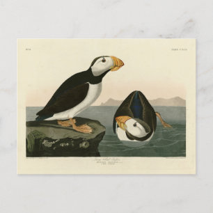 Großer billiger Puffin - Audubons Vögel in Amerika Postkarte