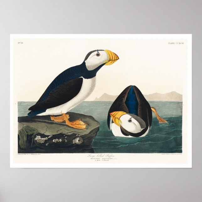Großer, billiger Puffin von Audubon Poster (Vorne)