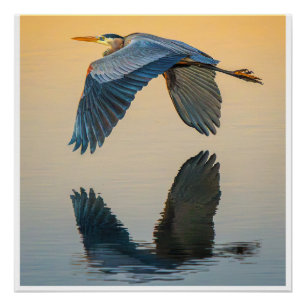 Großer Blau Reiher Wandkunst Eleganter Vogelpost Poster