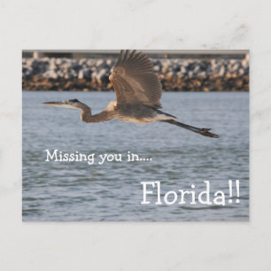 Großer Blauer Heron im Flug Postkarte