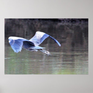Großer blauer Reiher fliegt Poster