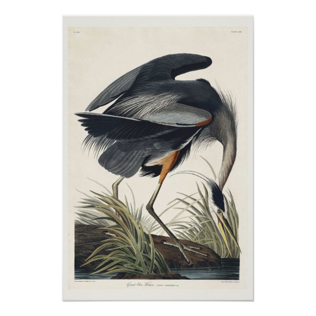 Großer blauer Reiher Poster (Vorderseite)