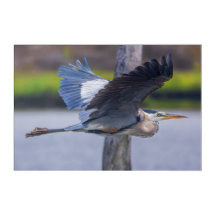 Großer Blaureiher Flug Wildtier Vogel Fotografie