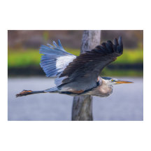 Großer Blaureiher Flug Wildtier Vogel Fotografie
