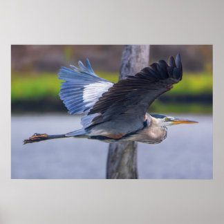 Großer Blaureiher Flugdruck | Tierwelt Vogel Kunst Poster