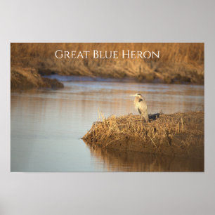 Großer Blaureiher-Fotoplakat Poster