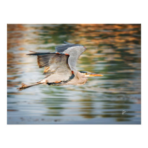 Großer Blaureiher über dem See Wildlife-Druck Fotodruck