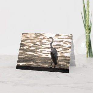 Großer Blaureiher-Vogel bei Sonnenuntergang Blank Feiertagskarte