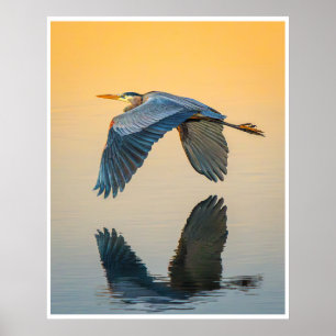 Großer Blaureiher-Wandkunst Reflektierender Voge Poster