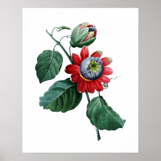 Großer botanischer Ausdruck von PASSIFLORA von Red Poster (Vorne)