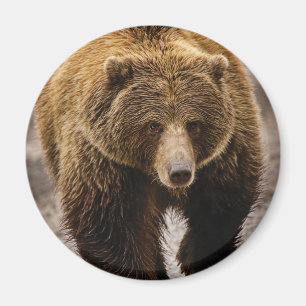 großer Braunbär Magnet