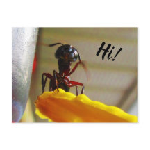 Großer Carpenter Ant Wave Hallo