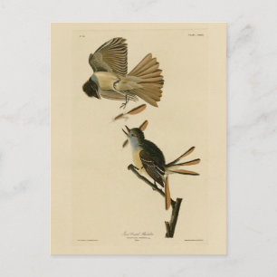 Großer Crested Flycatcher, Audubon Birds of Americ Postkarte