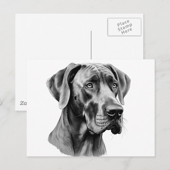 Großer Dane Head zeichnend Postkarte (Vorne/Hinten)