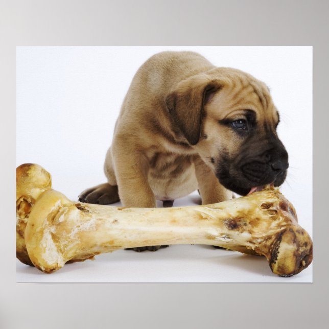 Großer Dane Welpe mit Knochen im Studio Poster (Vorne)