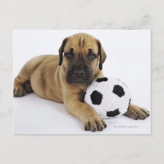 Großer Dane Welpe mit Spielzeugfußball Postkarte