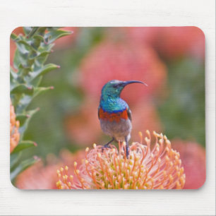 Großer Doppelkragen-Nektarvogel Mousepad
