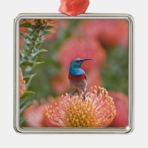 Großer Doppelkragen-Nektarvogel Ornament Aus Metall