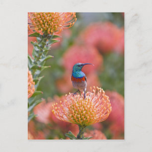 Großer Doppelkragen-Nektarvogel Postkarte