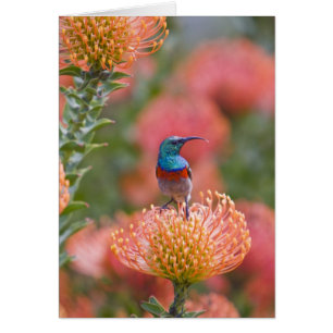 Grosser, doppelt gefärbter Sunbird