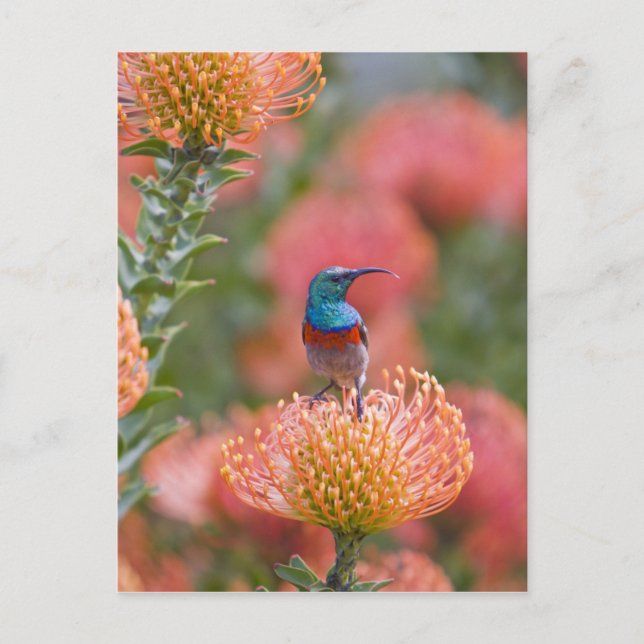Grosser, doppelt gefärbter Sunbird Postkarte (Vorderseite)