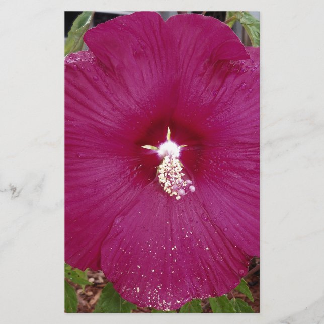großer dunkelroter Hibiskus (Vorderseite)