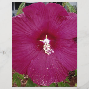 großer dunkelroter Hibiskus