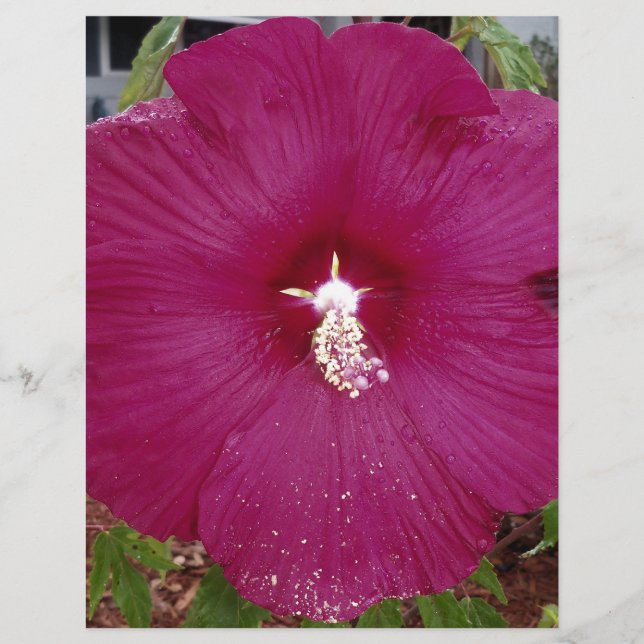 großer dunkelroter Hibiskus (Vorderseite)