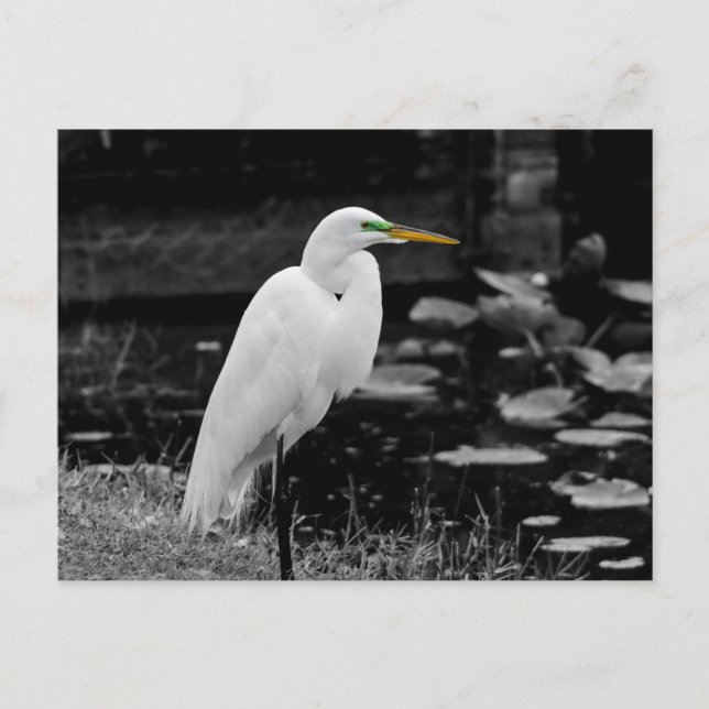 Großer Eisvogel Postkarte (Vorderseite)