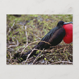 Großer Fregatvogel, Insel Genovesa, Insel Galapago Postkarte