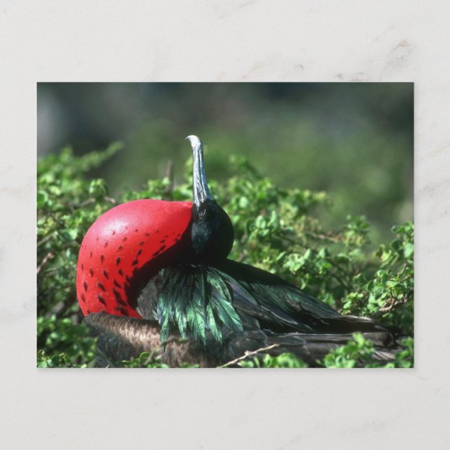 Großer Frigatebird, Männerkultur mit großem Gular Postkarte (Vorderseite)