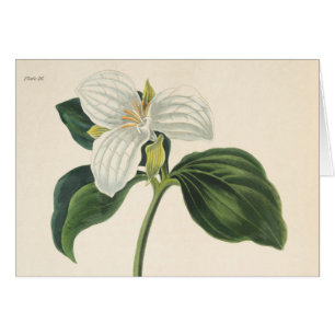 Großer geblühter Trillium