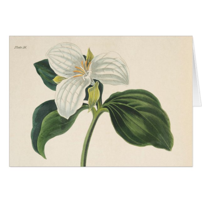 Großer geblühter Trillium (Vorderseite (Horizontal))