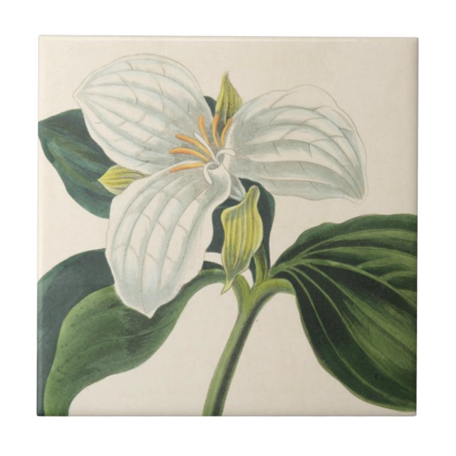 Großer geblühter Trillium Fliese (Vorderseite)