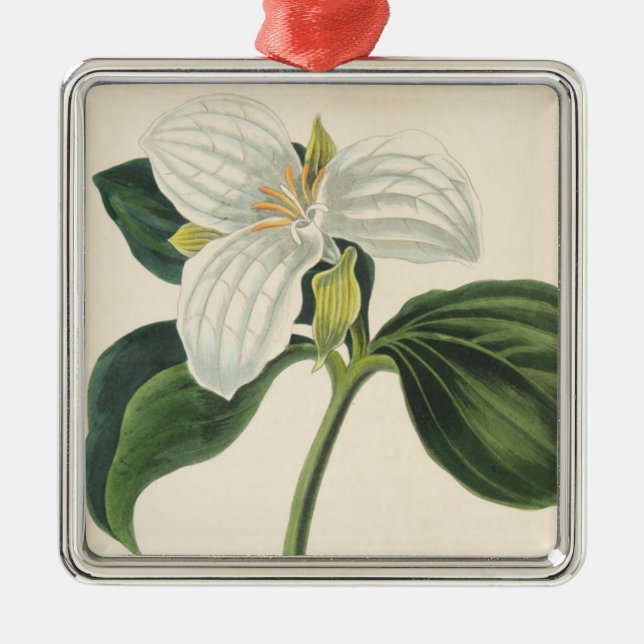 Großer geblühter Trillium Silbernes Ornament (Vorne)