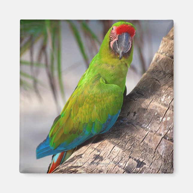 Großer grüner Ara auf einem Baum Magnet (Vorne)