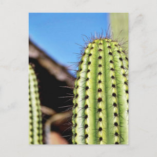 Großer grüner Kaktus Postkarte