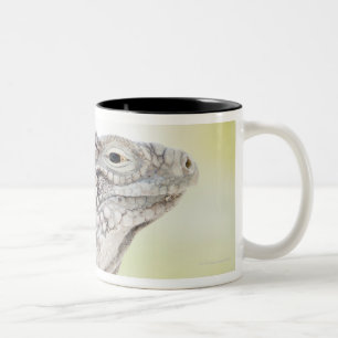 Großer grüner Leguan, der in der Sonne in sich Zweifarbige Tasse