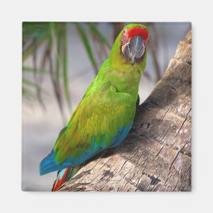 Großer grüner Macaw auf einem Baum Magnet