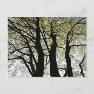 Großer hintergrundbeleuchteter Baum Postkarte
