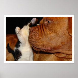 Grosser Hund und Kitten Poster