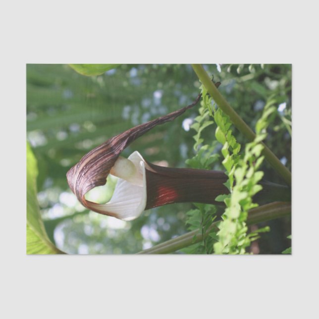 Grosser Jack in der Pulpit-Blume Nah auf Decoupage Seidenpapier (Vorderseite)